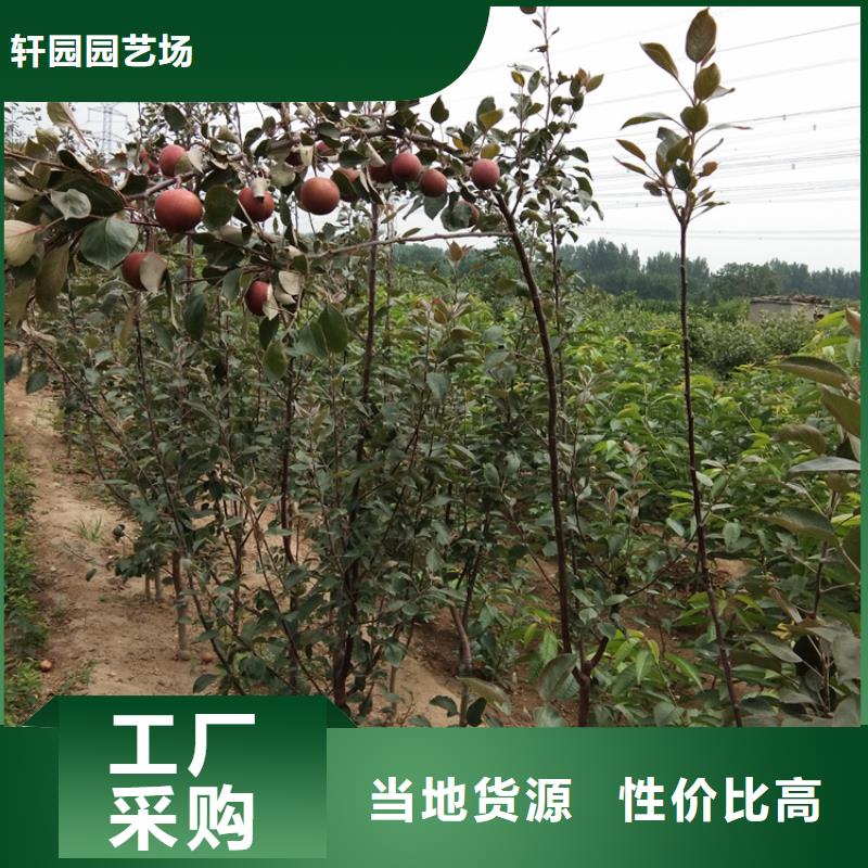 石榴苗视频-黔东南市石榴苗-(同城)可服务区域丹寨|剑河|贵阳|遵义|毕节|黔西南