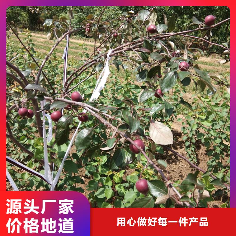 苹果蓝莓苗现货实拍