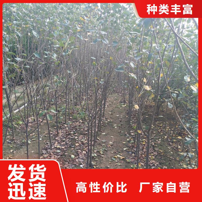 石榴苗视频-黔东南市石榴苗-(同城)可服务区域丹寨|剑河|贵阳|遵义|毕节|黔西南