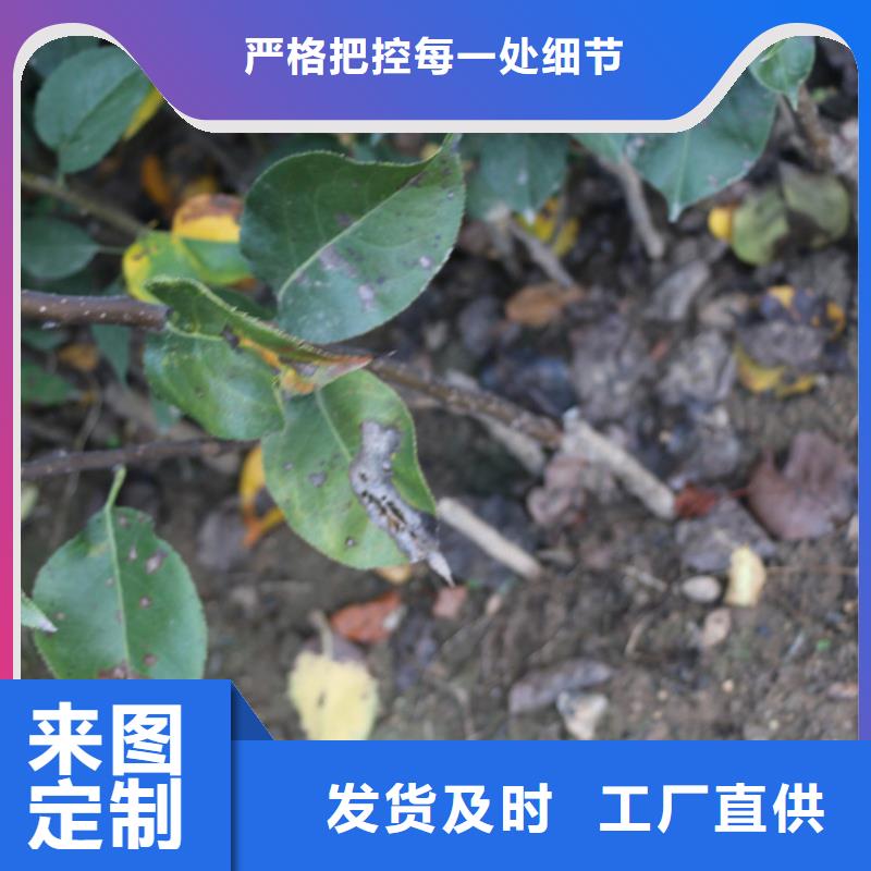 石榴苗视频-石榴苗-轩园园艺场(锦州市分公司)服务区域凌海|北镇|丹东|本溪|辽阳|大连|抚顺
