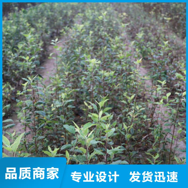 苹果,苹果苗就近发货