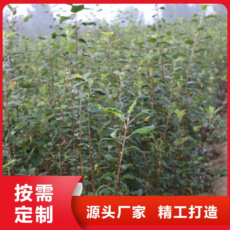 苹果,苹果苗就近发货