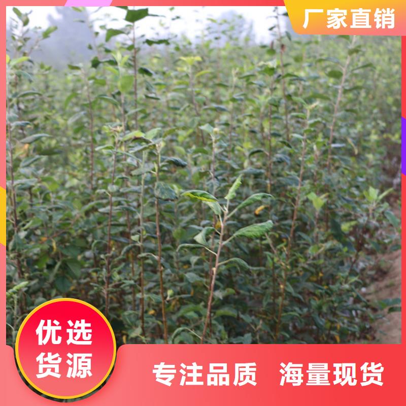 石榴苗视频-黔东南市石榴苗-(同城)可服务区域丹寨|剑河|贵阳|遵义|毕节|黔西南