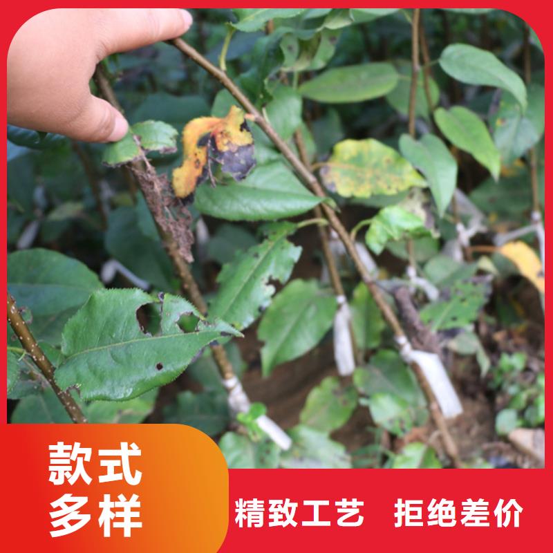 石榴苗视频-石榴苗-轩园园艺场(锦州市分公司)服务区域凌海|北镇|丹东|本溪|辽阳|大连|抚顺