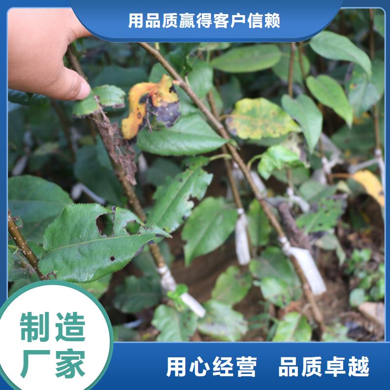 苹果,苹果苗就近发货