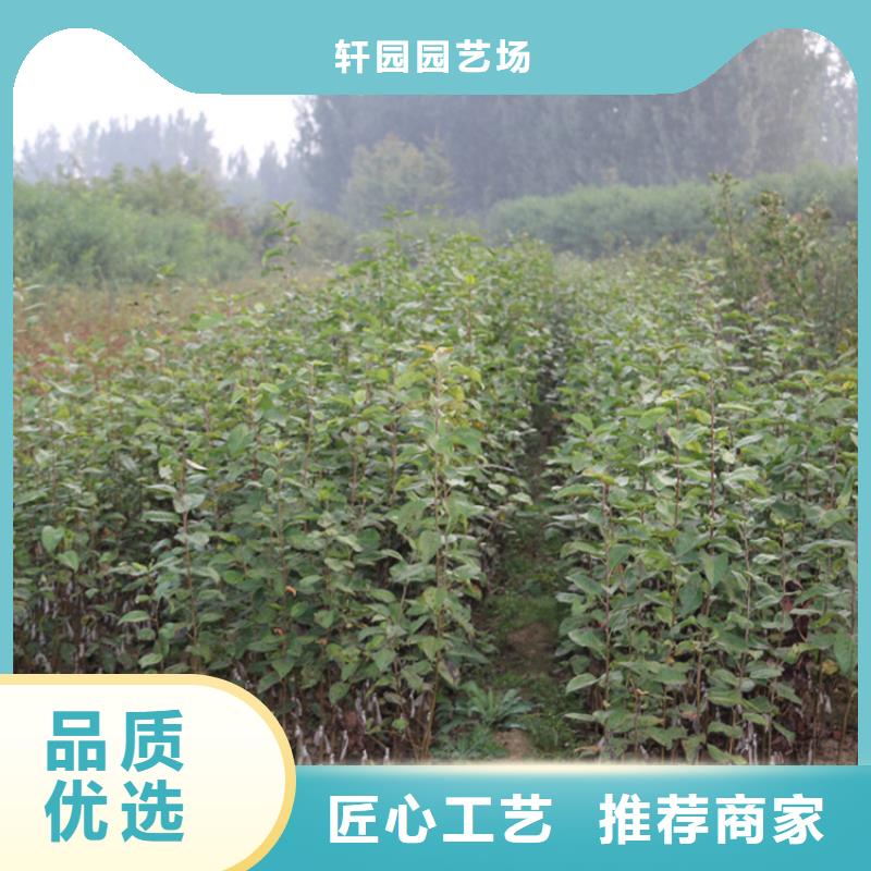 石榴苗视频-黔东南市石榴苗-(同城)可服务区域丹寨|剑河|贵阳|遵义|毕节|黔西南