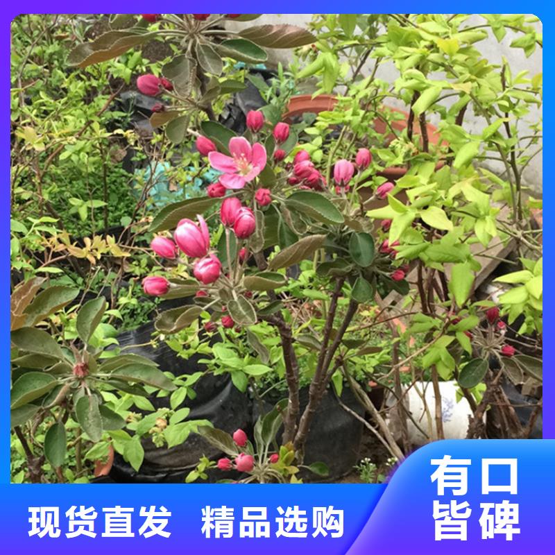 石榴苗视频-石榴苗-轩园园艺场(锦州市分公司)服务区域凌海|北镇|丹东|本溪|辽阳|大连|抚顺