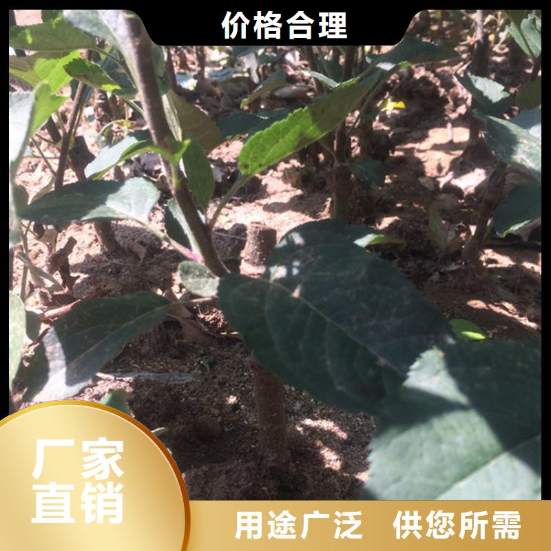 石榴苗视频-石榴苗-轩园园艺场(锦州市分公司)服务区域凌海|北镇|丹东|本溪|辽阳|大连|抚顺