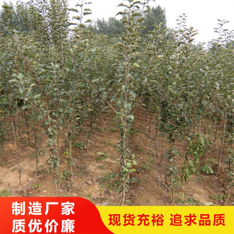 石榴苗视频-石榴苗-轩园园艺场(锦州市分公司)服务区域凌海|北镇|丹东|本溪|辽阳|大连|抚顺