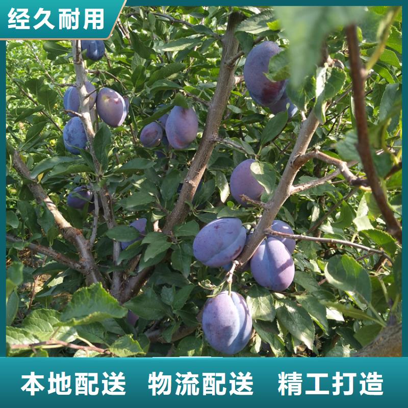 李子-梨树苗优质货源