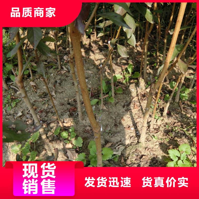 李子-梨树苗优质货源