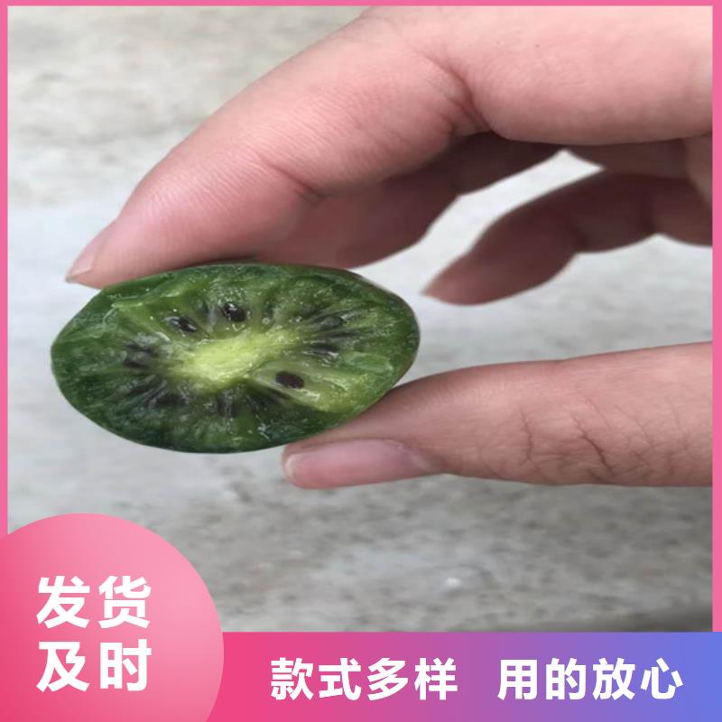 石榴苗视频-石榴苗-陕西省安康市石泉|宁陕|榆林|宝鸡|商洛|西安|汉中|铜川(该地)制造商