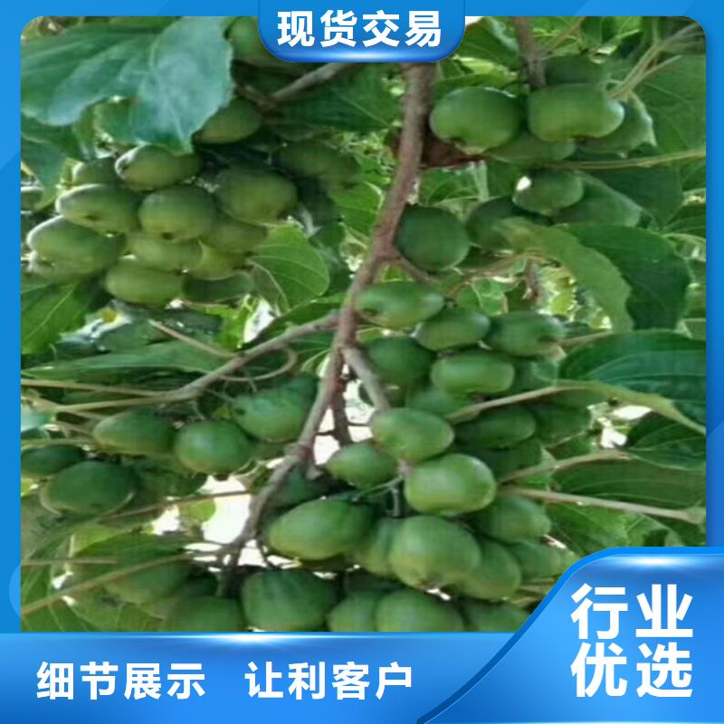石榴苗视频-石榴苗-陕西省安康市石泉|宁陕|榆林|宝鸡|商洛|西安|汉中|铜川(该地)制造商