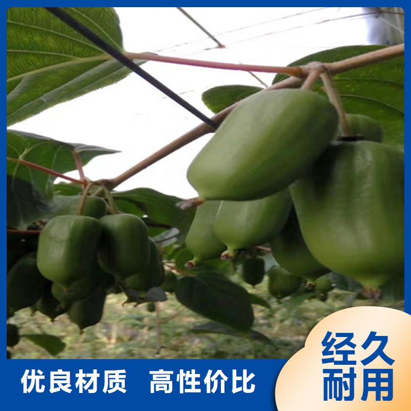 石榴苗视频-石榴苗-陕西省安康市石泉|宁陕|榆林|宝鸡|商洛|西安|汉中|铜川(该地)制造商