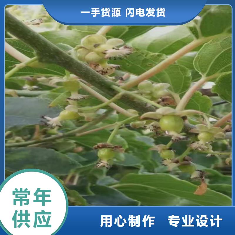 猕猴桃梨树苗多种规格供您选择