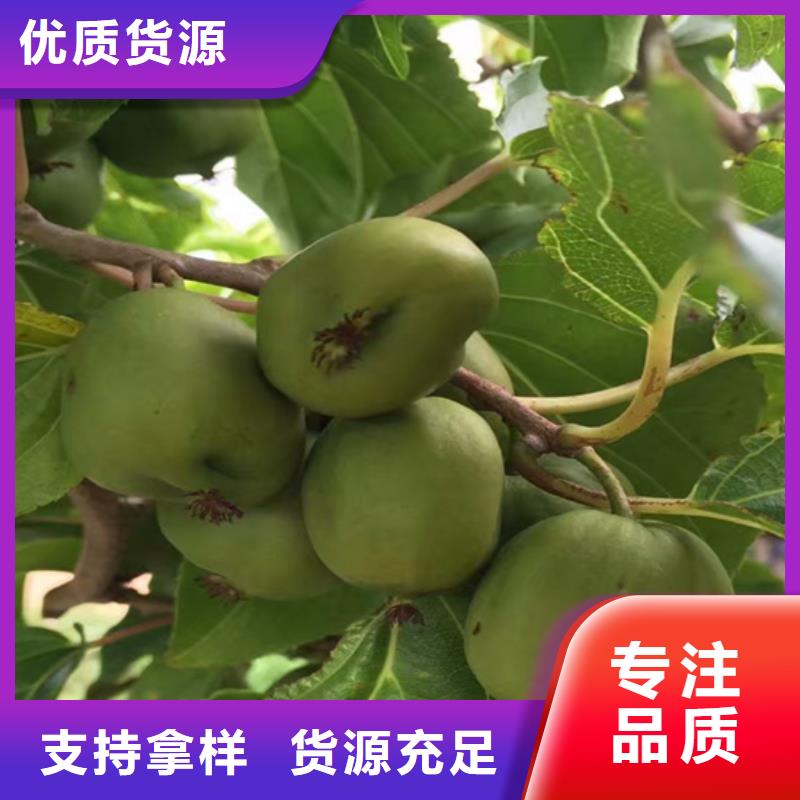 猕猴桃梨树苗多种规格供您选择