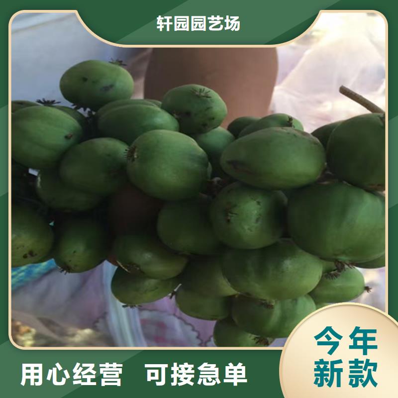 石榴苗视频-石榴苗-陕西省安康市石泉|宁陕|榆林|宝鸡|商洛|西安|汉中|铜川(该地)制造商