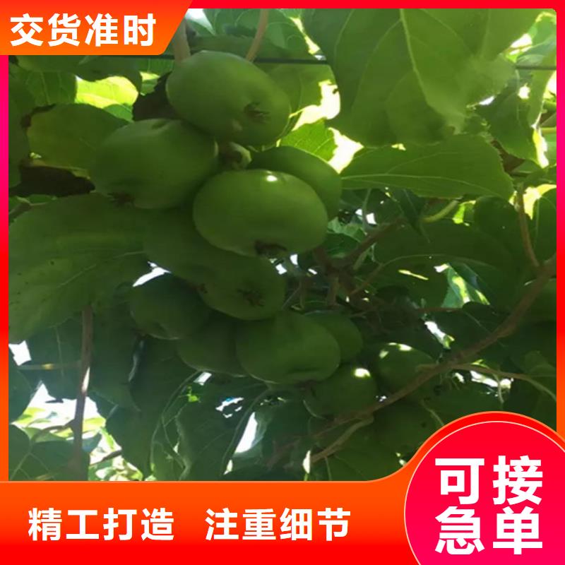 石榴苗视频-石榴苗-陕西省安康市石泉|宁陕|榆林|宝鸡|商洛|西安|汉中|铜川(该地)制造商
