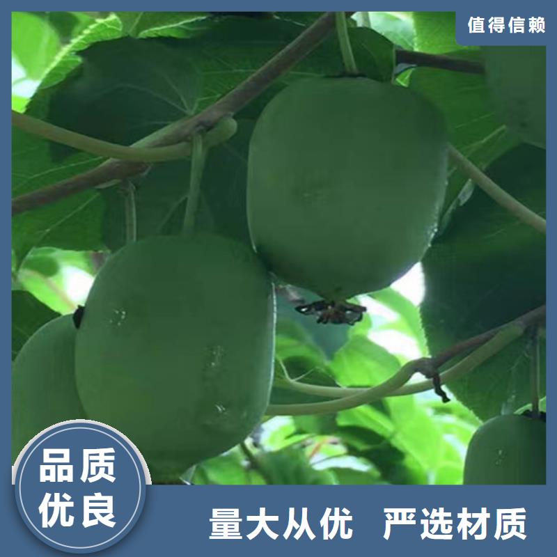 猕猴桃梨树苗多种规格供您选择