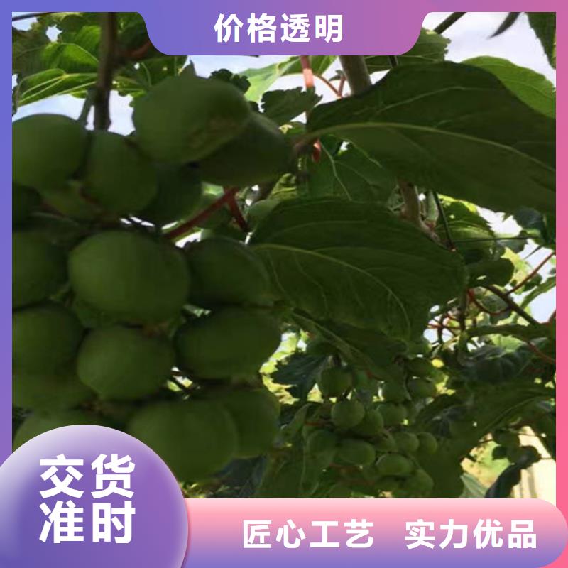猕猴桃板栗苗优质材料厂家直销
