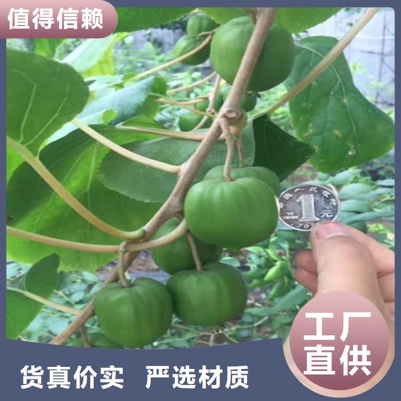 石榴苗视频-石榴苗-陕西省安康市石泉|宁陕|榆林|宝鸡|商洛|西安|汉中|铜川(该地)制造商