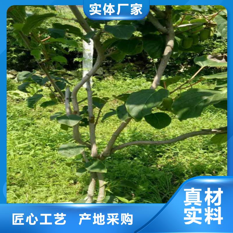 石榴苗视频-石榴苗-陕西省安康市石泉|宁陕|榆林|宝鸡|商洛|西安|汉中|铜川(该地)制造商