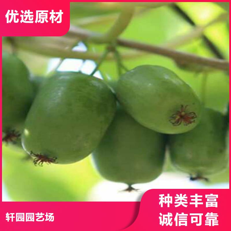猕猴桃板栗苗优质材料厂家直销
