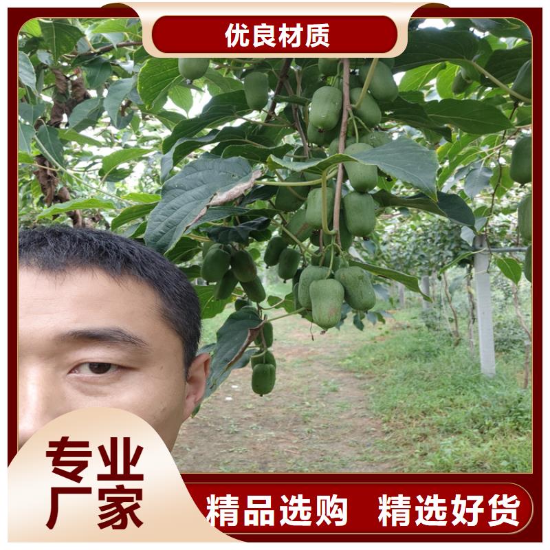 石榴苗视频-石榴苗-陕西省安康市石泉|宁陕|榆林|宝鸡|商洛|西安|汉中|铜川(该地)制造商