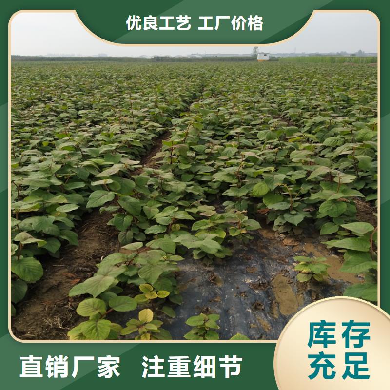 猕猴桃梨树苗多种规格供您选择