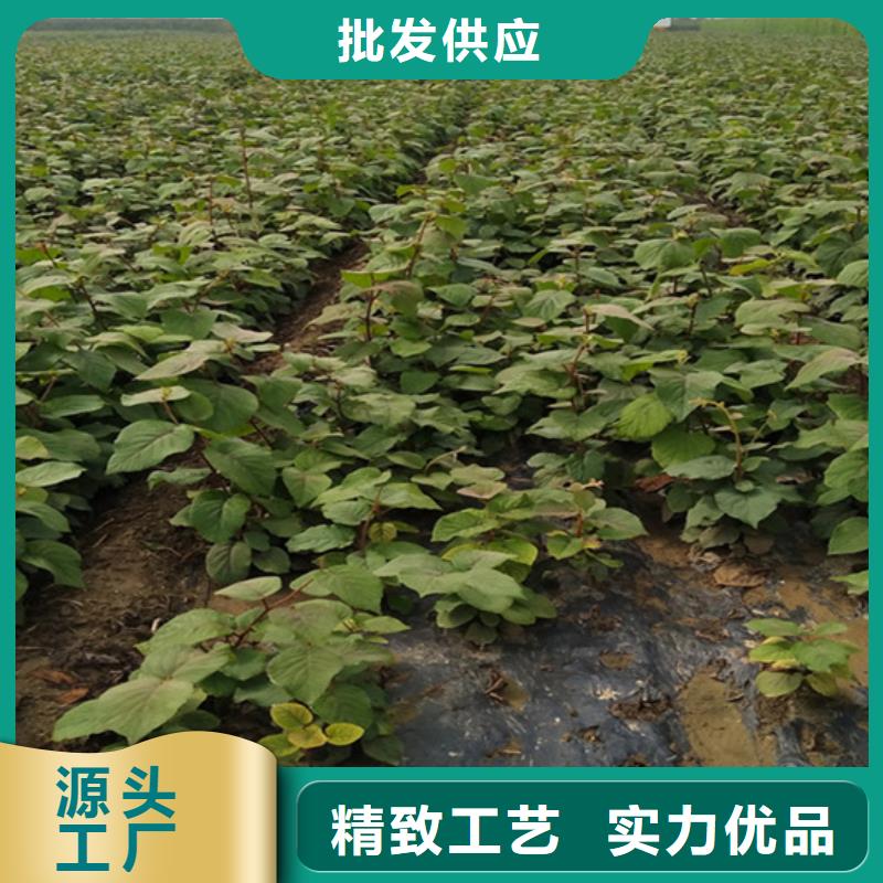 猕猴桃板栗苗优质材料厂家直销