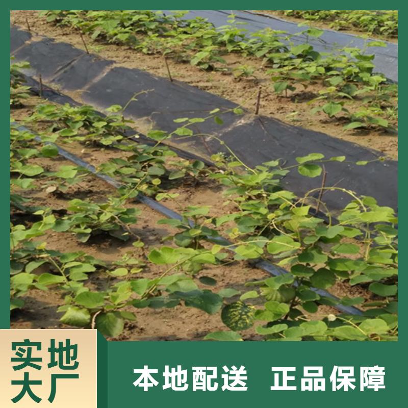 石榴苗视频-石榴苗-陕西省安康市石泉|宁陕|榆林|宝鸡|商洛|西安|汉中|铜川(该地)制造商