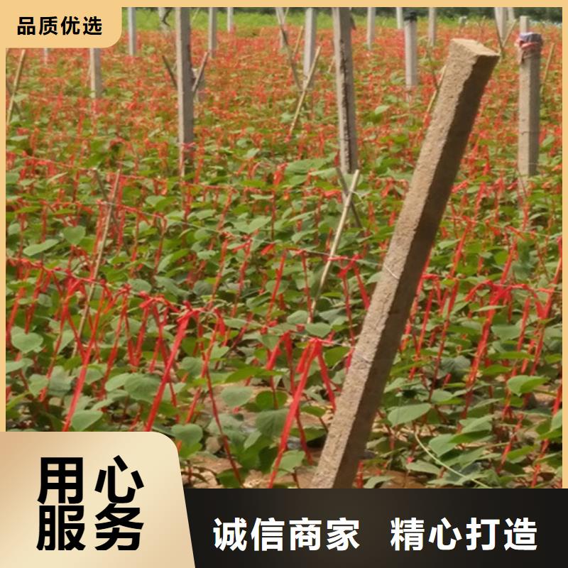 石榴苗视频-石榴苗-陕西省安康市石泉|宁陕|榆林|宝鸡|商洛|西安|汉中|铜川(该地)制造商