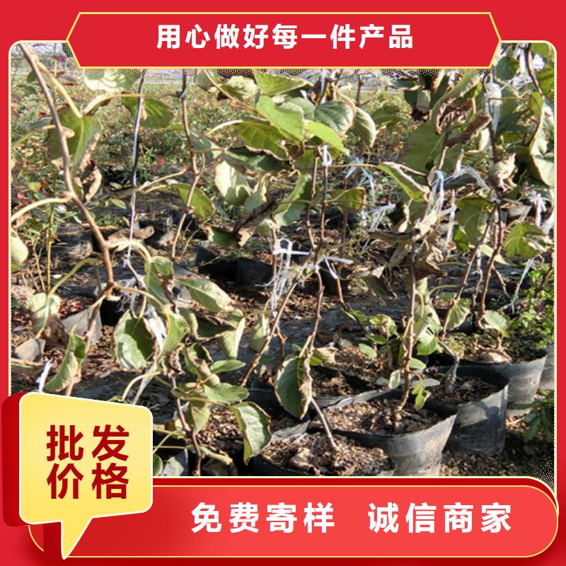 石榴苗视频-石榴苗-陕西省安康市石泉|宁陕|榆林|宝鸡|商洛|西安|汉中|铜川(该地)制造商