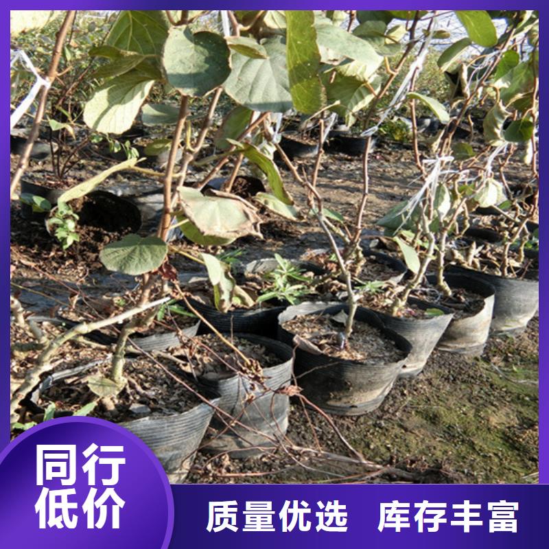 猕猴桃梨树苗多种规格供您选择