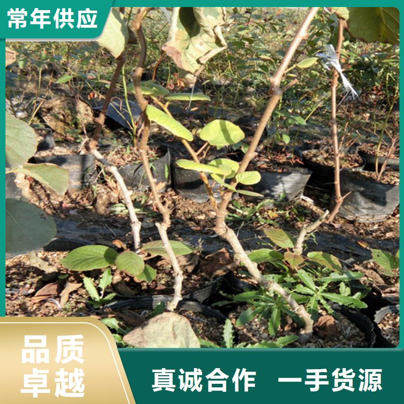 石榴苗视频-石榴苗-陕西省安康市石泉|宁陕|榆林|宝鸡|商洛|西安|汉中|铜川(该地)制造商