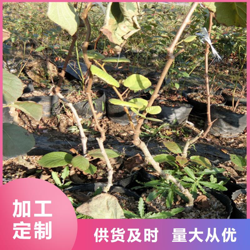 猕猴桃梨树苗多种规格供您选择