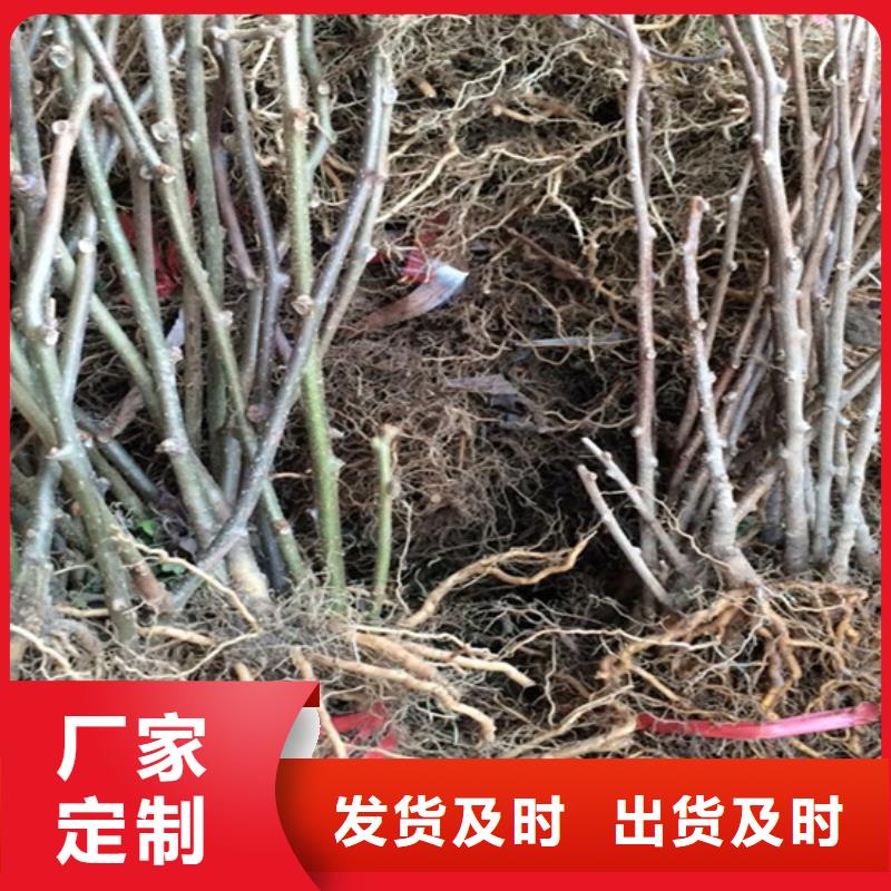 猕猴桃梨树苗多种规格供您选择