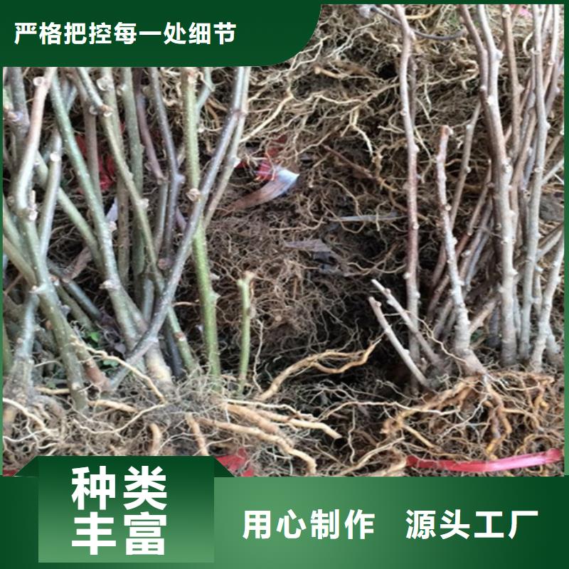 石榴苗视频-石榴苗-陕西省安康市石泉|宁陕|榆林|宝鸡|商洛|西安|汉中|铜川(该地)制造商