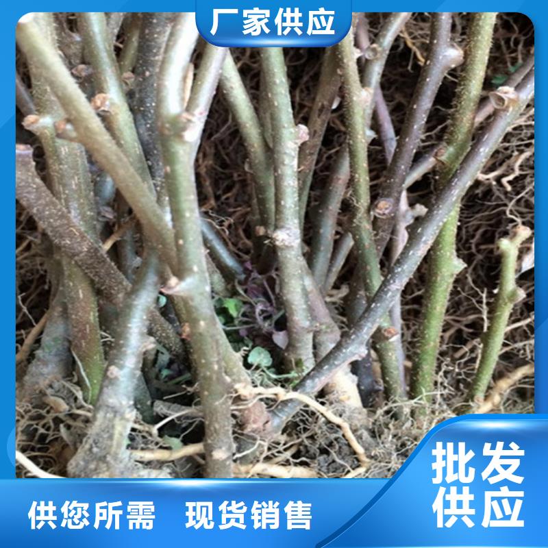 猕猴桃梨树苗多种规格供您选择