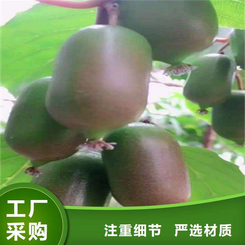 猕猴桃梨树苗多种规格供您选择