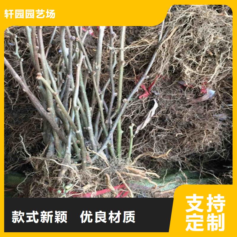 猕猴桃梨树苗多种规格供您选择