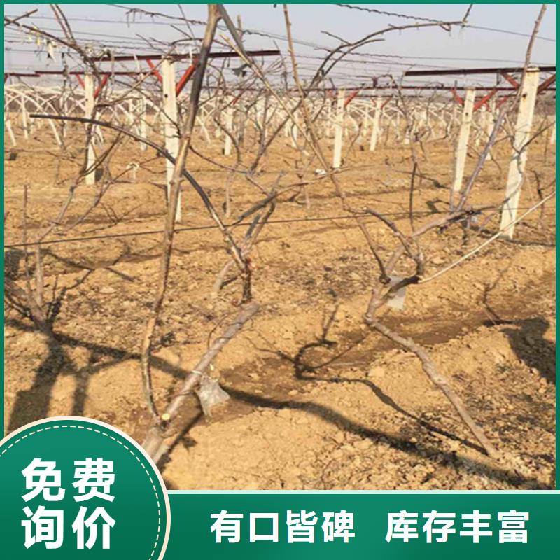 猕猴桃梨树苗多种规格供您选择