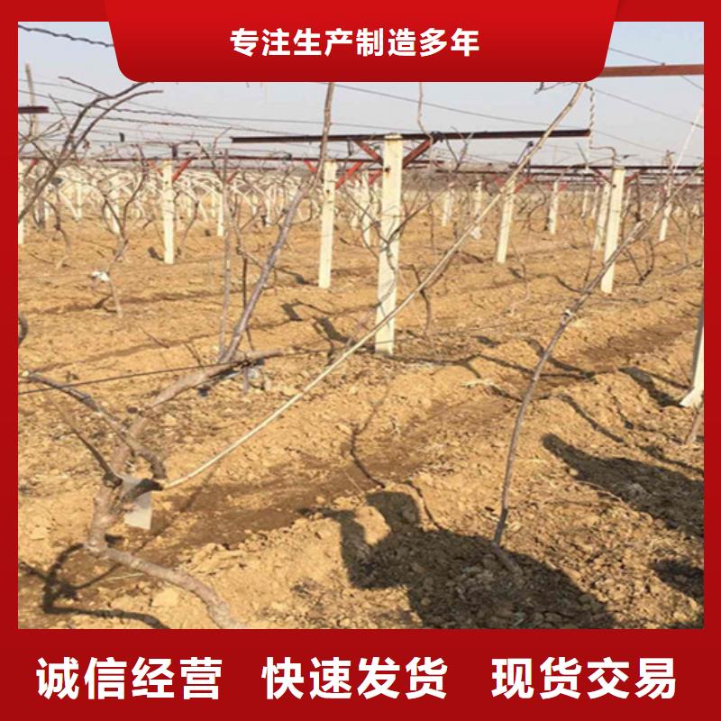猕猴桃梨树苗多种规格供您选择