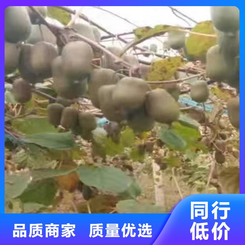 猕猴桃梨树苗多种规格供您选择