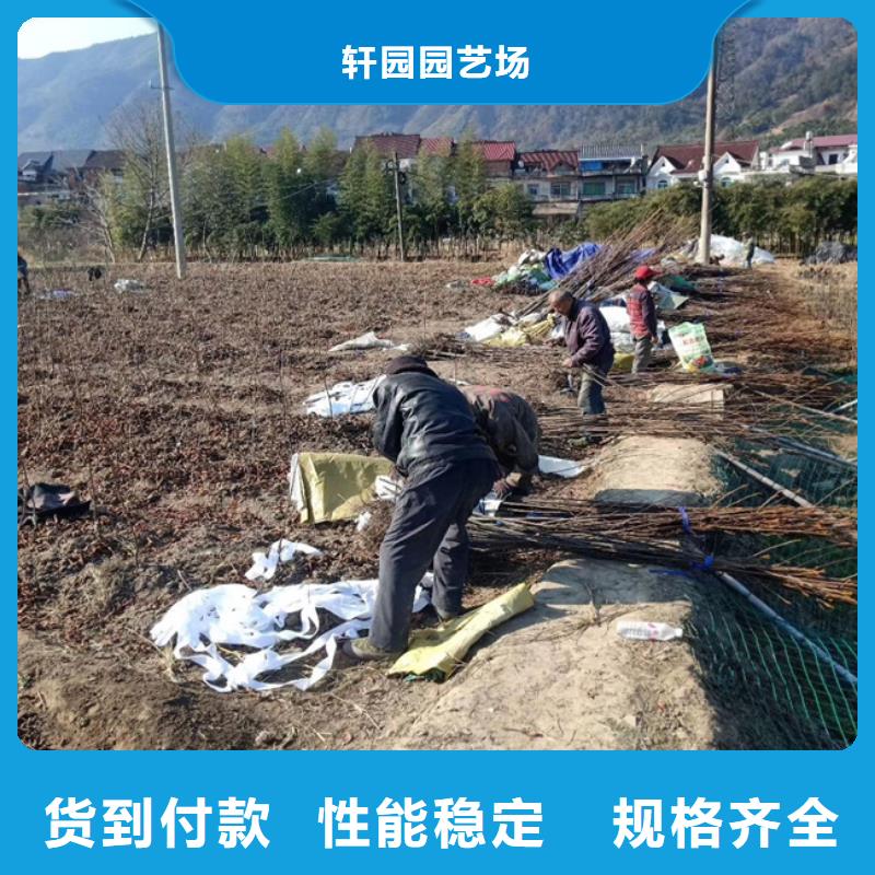 石榴苗视频-石榴苗_贵州省铜仁市市场覆盖万山|思南|黔南|黔东南|黔西南|安顺等