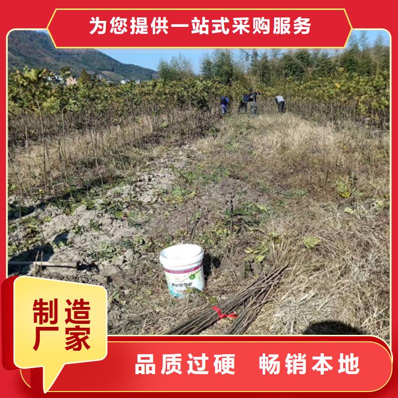 石榴苗视频-石榴苗_贵州省铜仁市市场覆盖万山|思南|黔南|黔东南|黔西南|安顺等