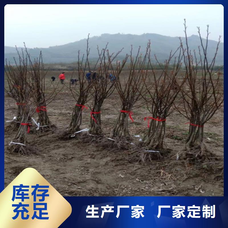 石榴苗视频-石榴苗_贵州省铜仁市市场覆盖万山|思南|黔南|黔东南|黔西南|安顺等