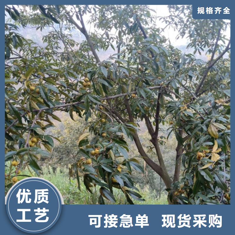 石榴苗视频-石榴苗_贵州省铜仁市市场覆盖万山|思南|黔南|黔东南|黔西南|安顺等