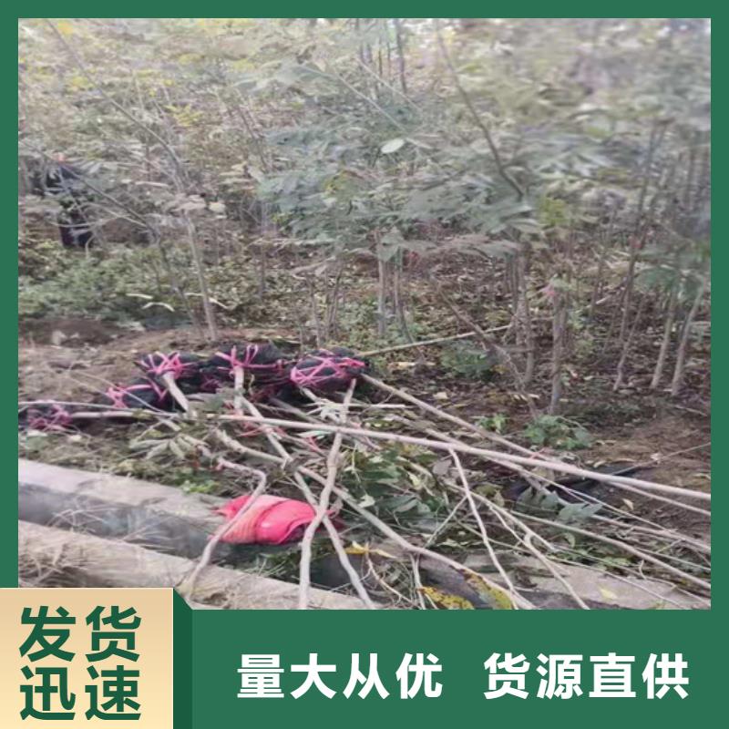 石榴苗视频-石榴苗_贵州省铜仁市市场覆盖万山|思南|黔南|黔东南|黔西南|安顺等