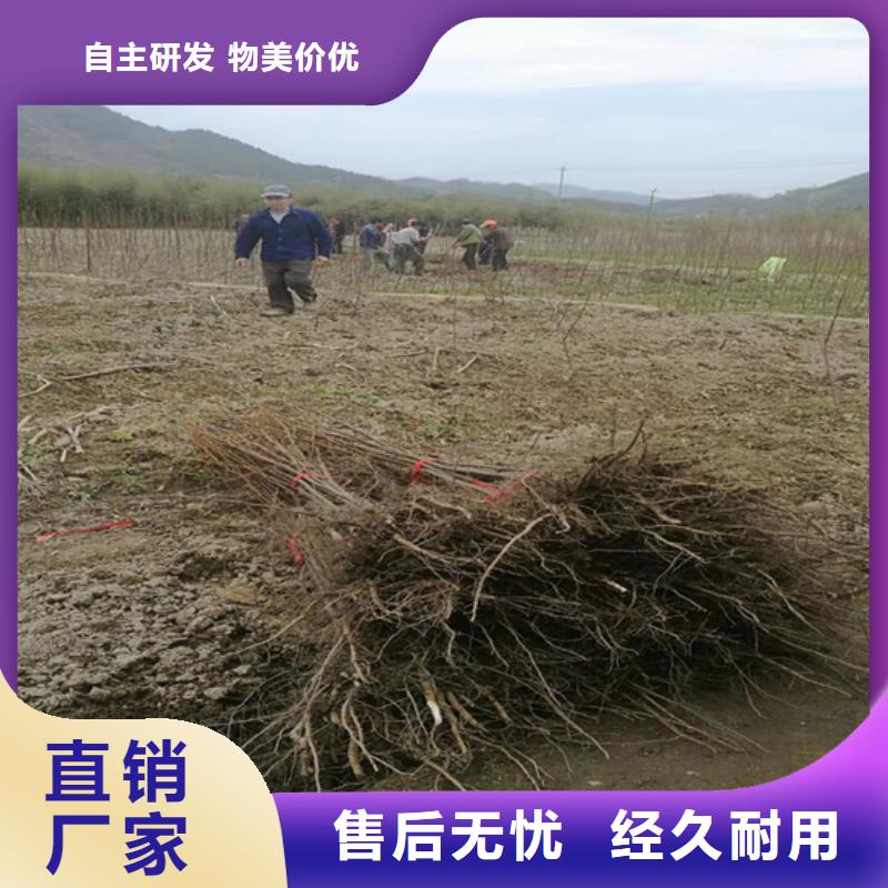 石榴苗视频-石榴苗_贵州省铜仁市市场覆盖万山|思南|黔南|黔东南|黔西南|安顺等